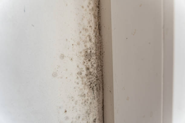 Biohazard Mold Removal in Conrad, MT